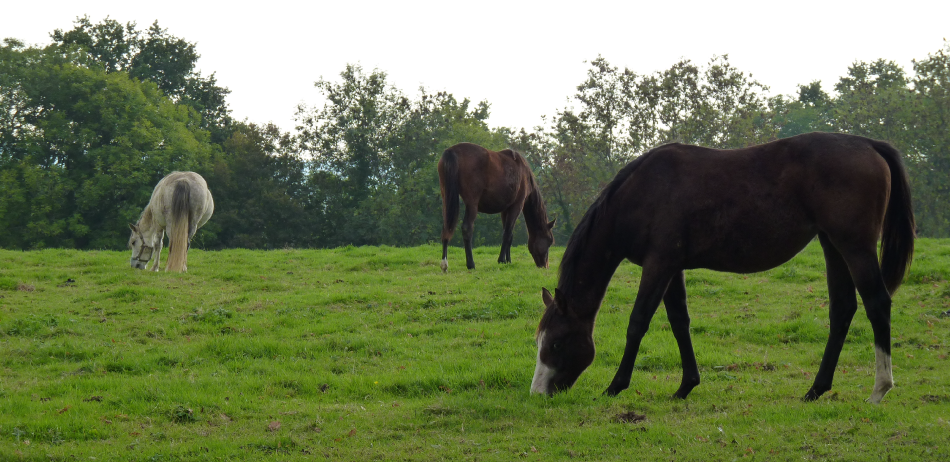 Why Feed a forage based diet? - HORSLYX : HORSLYX