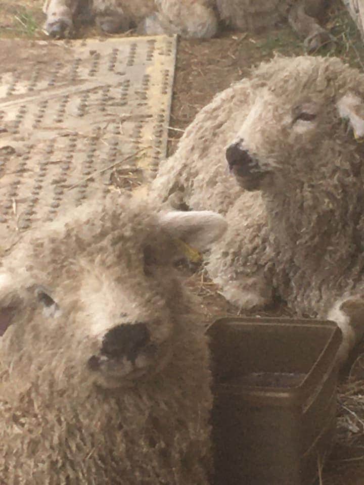 Greyface Dartmoor Sheep with their Smallholder Block