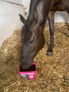 Vicky Smith feeding Horslyx Pro DIgest Balancer to a horse on box rest