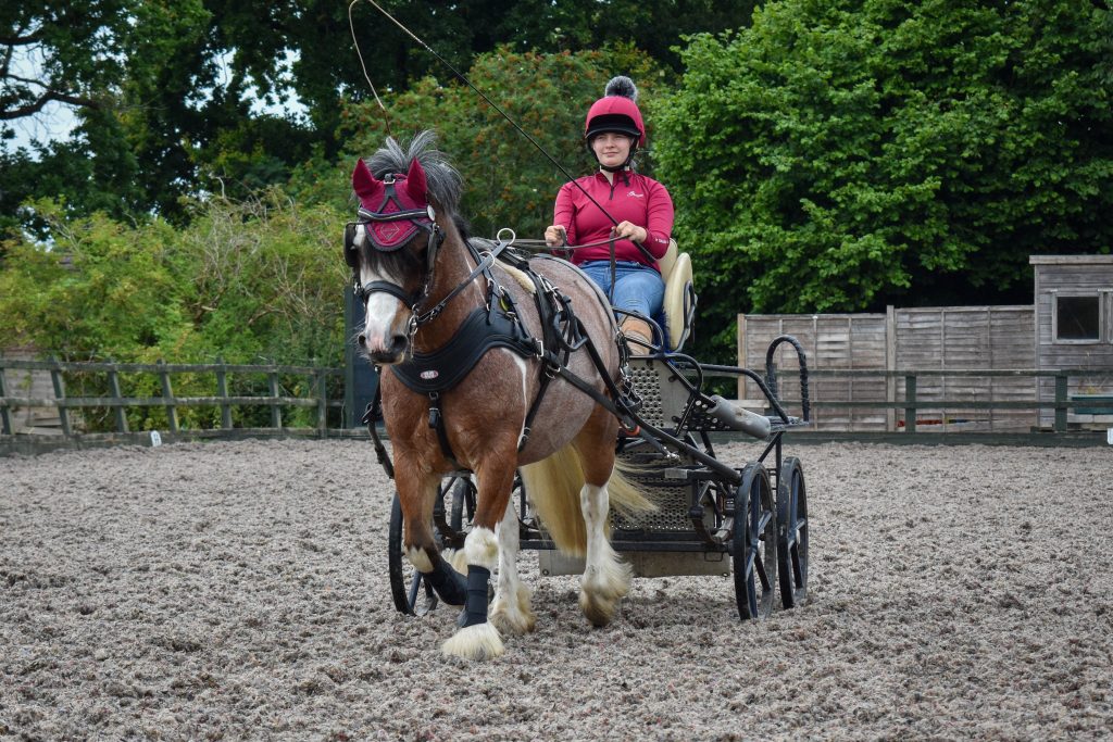 Patch feeling well and loving his Mobility Balancer