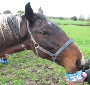 Lucky enjoying his Mint Mini Horslyx which helps with distraction while handling