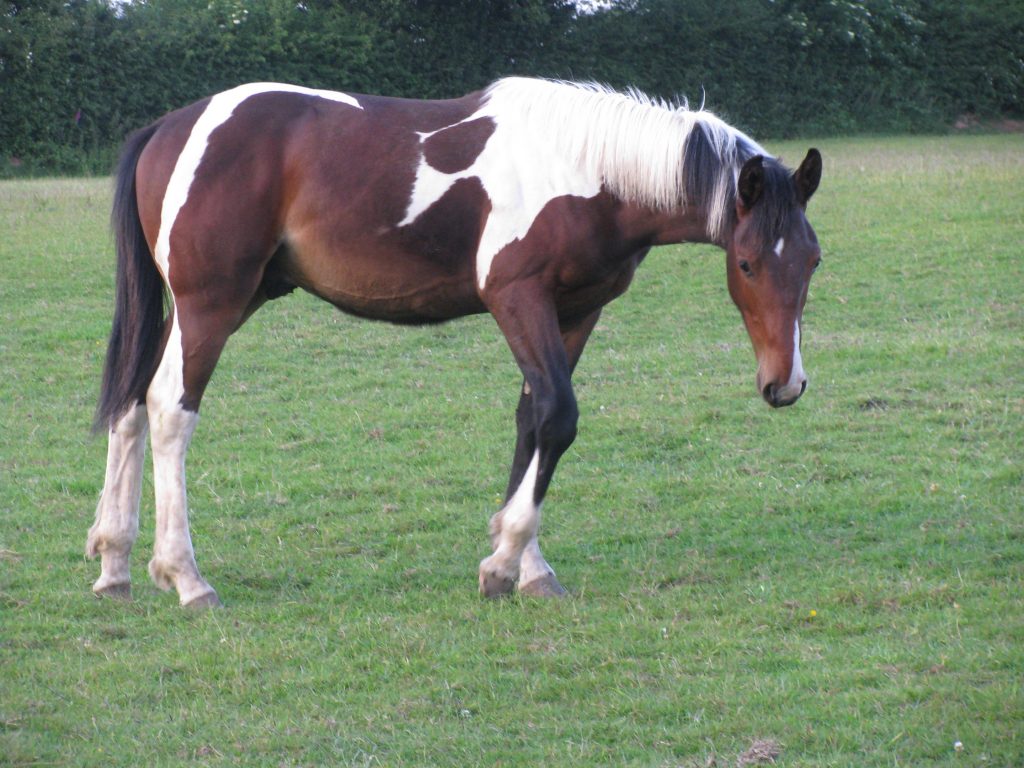 Lucky who enjoys the Mint Mini Horslyx and it helps with handling this young colt